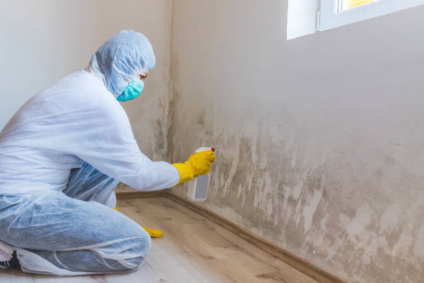 Licensed Basement Mold Remediation service in Bridgeport, TX - 24 Hour Mold Removal
