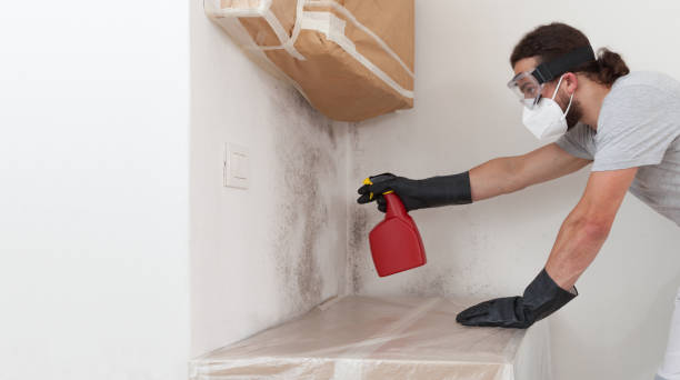Professional Basement Mold Remediation technician working in Bridgeport, TX