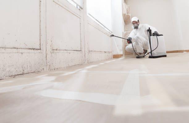 24/7 Emergency Basement Mold Remediation experts in Bridgeport, TX