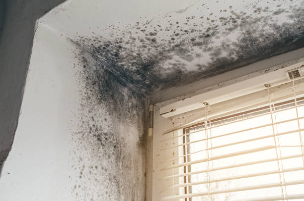 Affordable Basement Mold Remediation solutions in Bridgeport, TX
