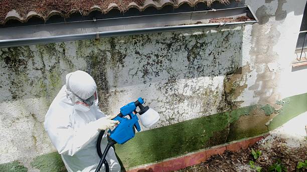Top rated local Basement Mold Remediation specialists in Bridgeport, TX